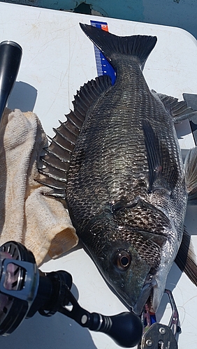 チヌの釣果