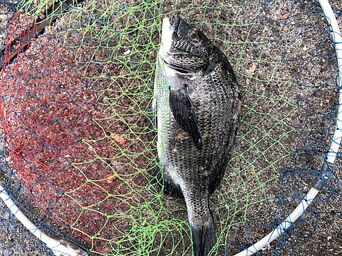 クロダイの釣果