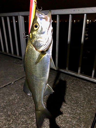 シーバスの釣果