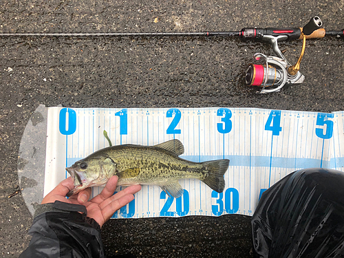 ラージマウスバスの釣果