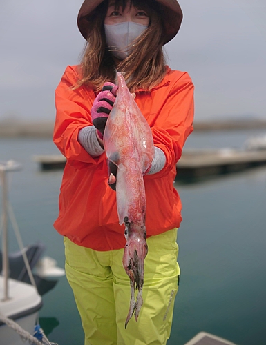 ヤリイカの釣果