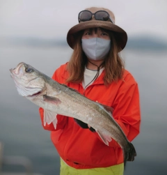 スズキの釣果