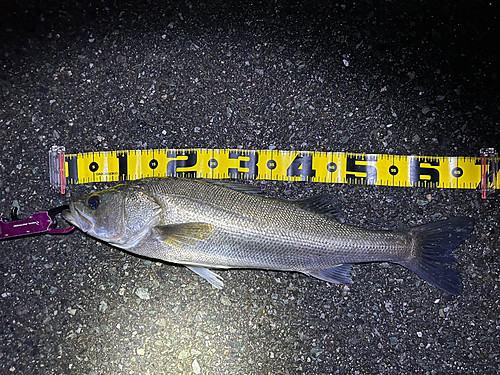 シーバスの釣果