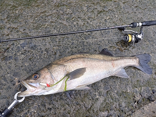 マルスズキの釣果