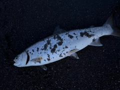 アメマスの釣果