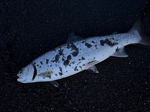 アメマスの釣果