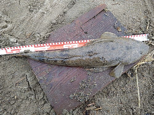 マゴチの釣果