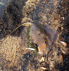 アカエイの釣果