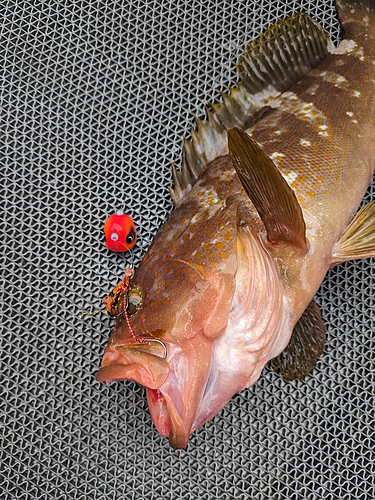 アコウの釣果