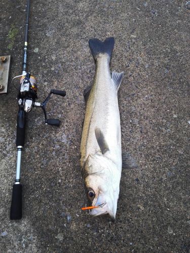 シーバスの釣果