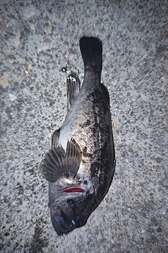 クロソイの釣果