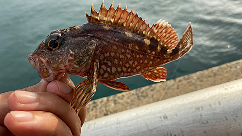 アラカブの釣果