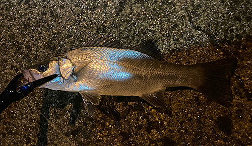 ヒラスズキの釣果