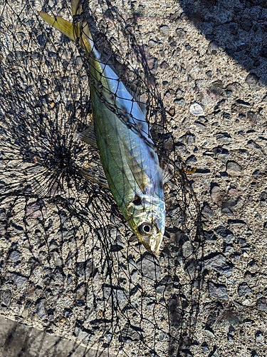 マルアジの釣果