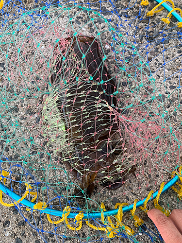 モンゴウイカの釣果