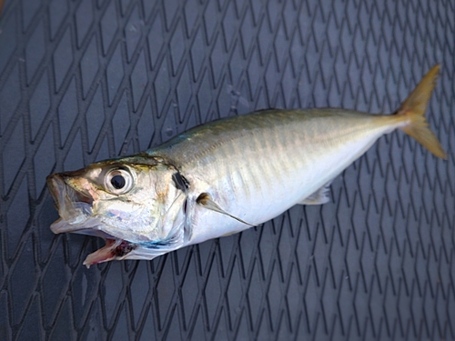 アオアジの釣果