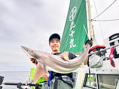 フトツノザメの釣果