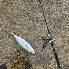 イナダの釣果