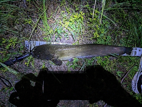 ナマズの釣果