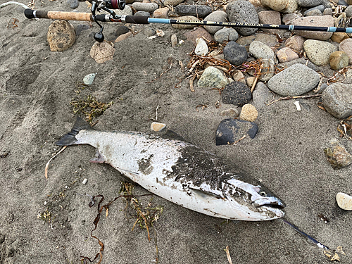 サクラマスの釣果