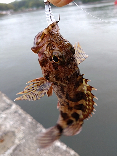 釣果