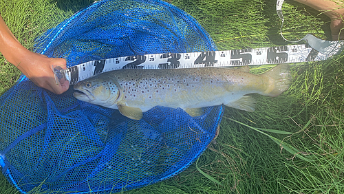 ブラウントラウトの釣果