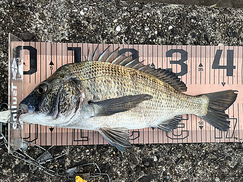 クロダイの釣果