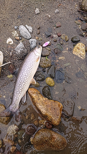 アメマスの釣果