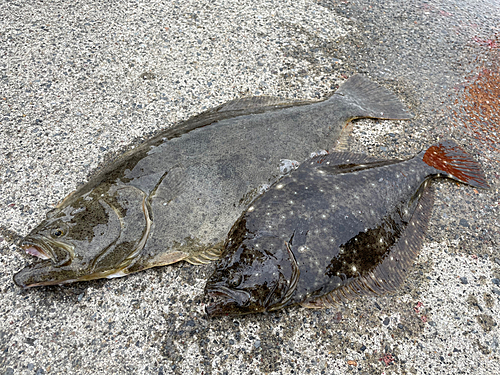 ヒラメの釣果