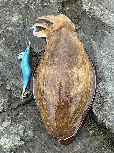 コウイカの釣果