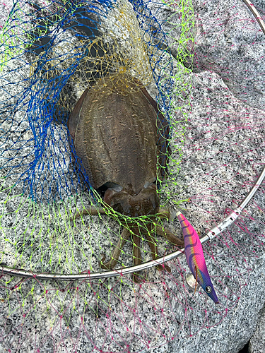 モンゴウイカの釣果