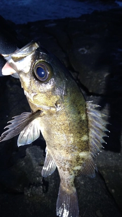 クロメバルの釣果