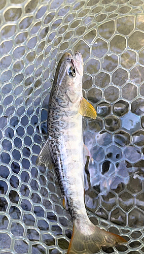 カワサバの釣果