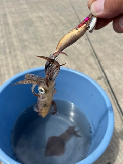 マメイカの釣果