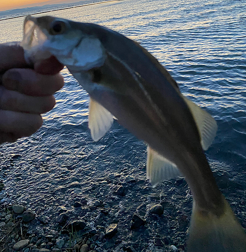 スズキの釣果