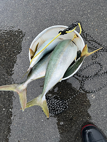 イナダの釣果