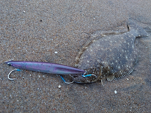 ソゲの釣果