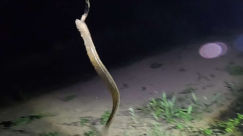 ニホンウナギの釣果