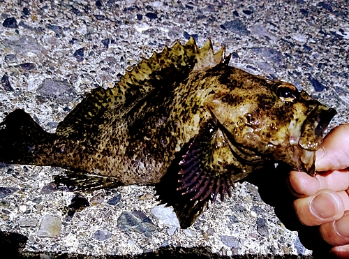 ムラソイの釣果