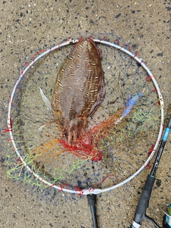 コウイカの釣果