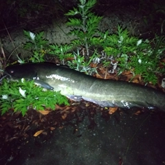 マナマズの釣果