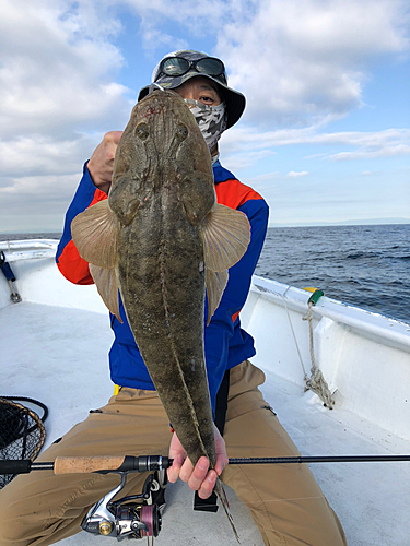 マゴチの釣果