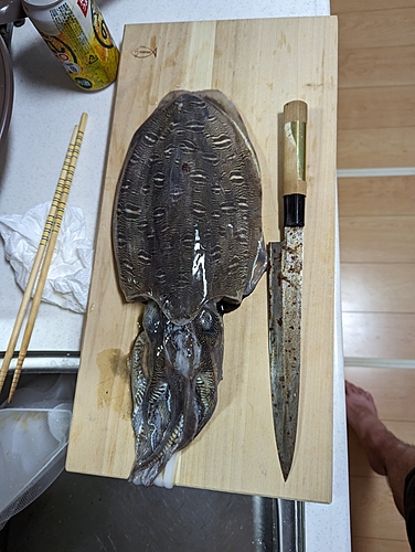 コウイカの釣果