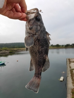 クロソイの釣果