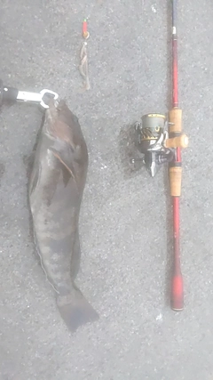 アイナメの釣果