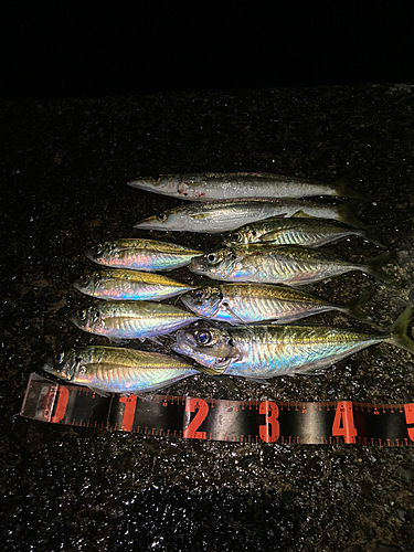 アジの釣果