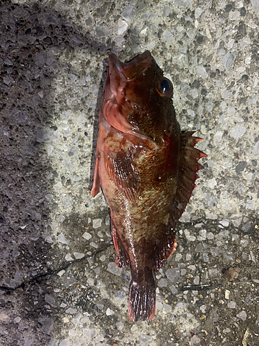 カサゴの釣果