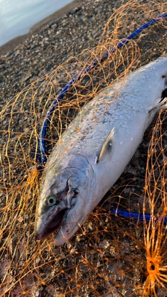 サクラマスの釣果