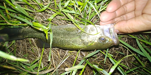 ブラックバスの釣果