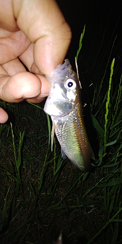 ハスの釣果